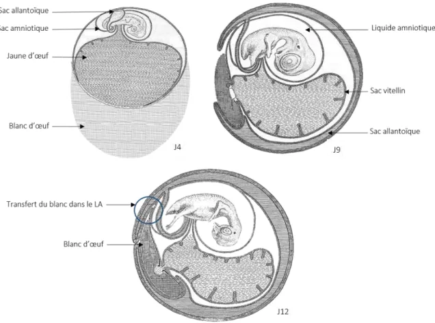 Figure 1 : Formation et évolution des structures de l’œuf pendant le développement embryonnaire (J4, 9 et 12 :  4 éme , 9 éme , et 12 éme  jour)(modifiée à partir de Howard L