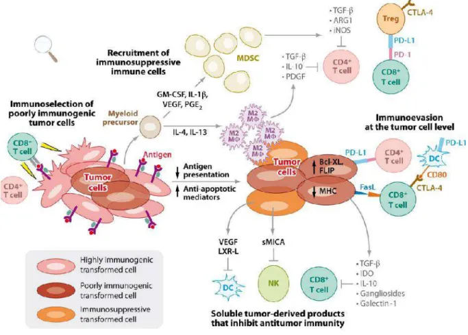 Figure  10. Tumor  escape  mechanisms. The immune system exerts selective pressure on tumors through a variety of processes, including the destruction of antigen-positive tumor cells by CD8 + T cells