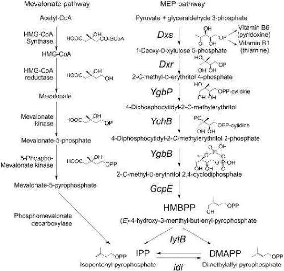 Fig 12. MEP and mevalonate pathways for isoprenoid biosynthesis. The MEP pathway is found in most Eubacteria (with the notable exception of Gram-positive cocci), apicomplexan protozoa, and chloroplasts, whereas the mevalonate pathway is found in Archaebact