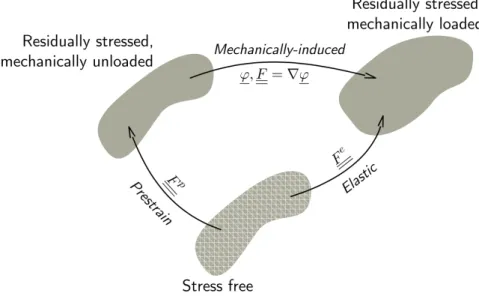 Figure 1.4: Kinematics of pre-strained biological systems. Pre-strain maps the stress-free refer- refer-ence configuration onto the residually stressed but mechanically unloaded configuration [3].