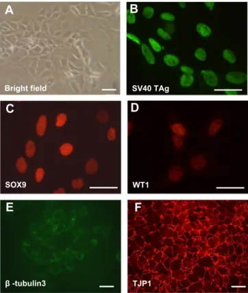 Fig. 1. Morphology and molecular markers expression in ST38c Sertoli cells. Panel A: Phase-contrast microphotograph of ST38c shows monolayered cells with long cytoplasmic appendages and central ovoid nucleus