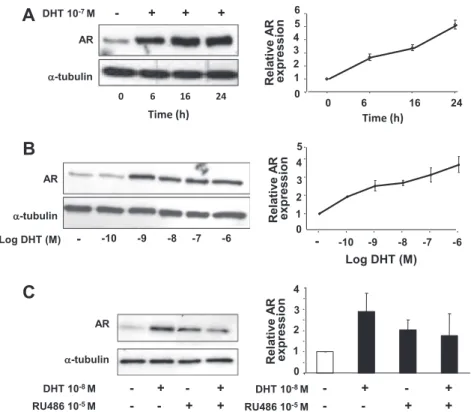 Fig. 5. Androgens up-regulate AR expression in the ST38c cells. Cell lysates were prepared from ST38c cells and AR expression was analyzed by Western immunoblots using 20 l g protein lysate per lane