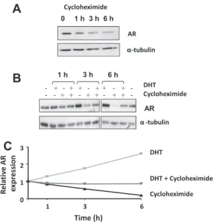 Fig. 7. Androgens induce AR upregulation by stabilizing AR protein. AR expression in ST38c cells was studied by Western blotting as described in the Figure legends above