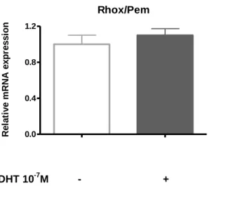 Fig.  21.  Androgen  stimulated  ST38c  cells  express  low  levels  of  Rhox5  mRNA  with  no  androgenic regulation