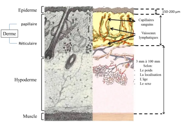 Figure 1 : Anatomie cutanée D’après Lambert and Laurent, 2008