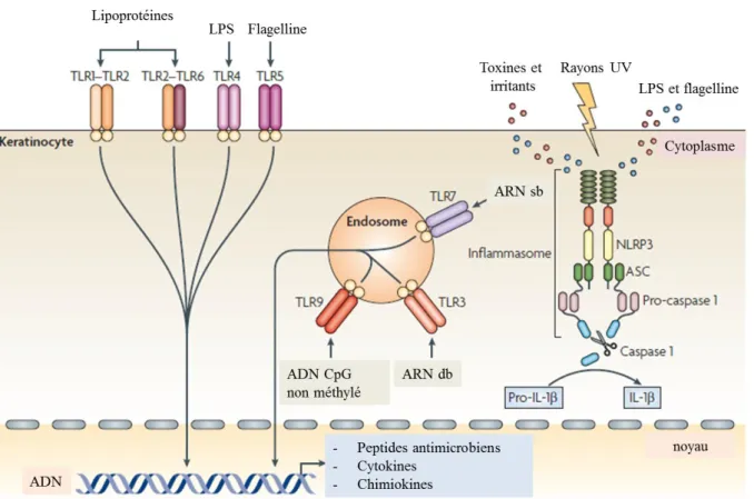 Figure 4 : Les kératinocytes, sentinelles de l’immunité  (Nestle et al., 2009) 