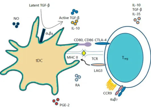 Figure 5 : Interaction entre Treg et tDC  (Saei and Hadjati, 2013) 