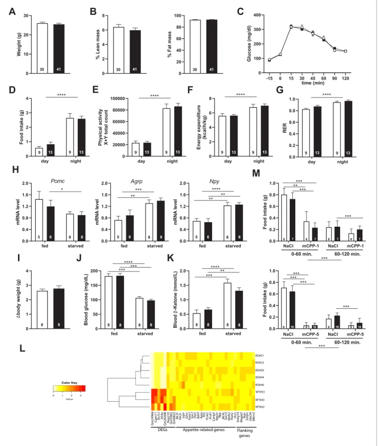 Figure 5. Snord115-deficient mice show regular homeotic feeding behavior and energy balance