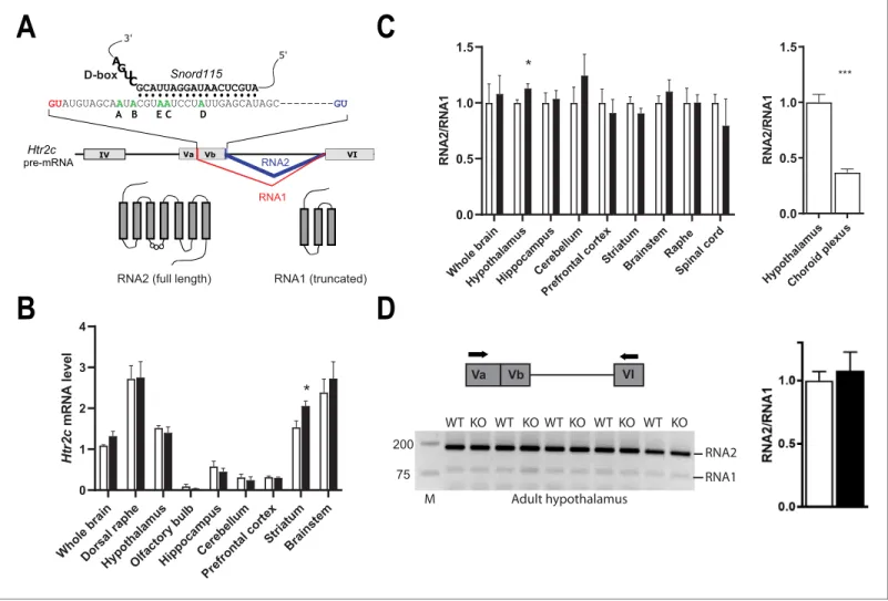 Figure 2. Alternative RNA splicing of Htr2c pre-mRNA remains unaffected in Snord115-deficient brains