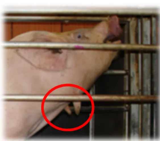 Tableau 1 : Performances des porcs Créoles et des porcs Large White élevés en station  expérimentale tropicale (INRA-PTEA) dans des conditions alimentaires non restrictives à 