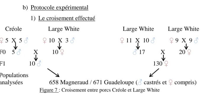 Figure 7 : Croisement entre porcs Créole et Large White 
