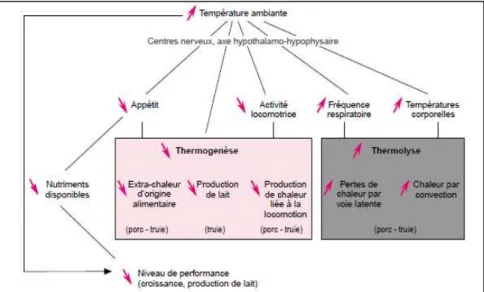 Figure 1 : Conséquences de l’augmentation de la température ambiante sur les mécanismes  impliqués dans la thermorégulation des porcs (QUINIOU, 2000)