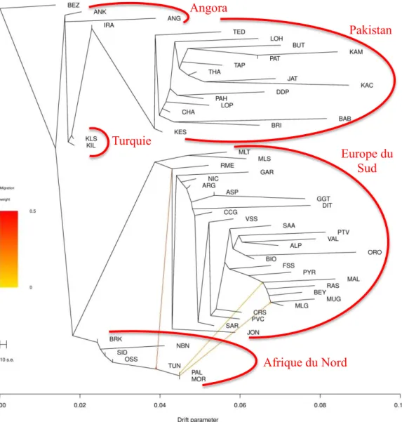 Figure 25 : Schéma d'interprétation des arbres phylogénétiques obtenus dans l'étude de la migration via la Méditerranée de  la chèvre domestique (Source : Google Maps)