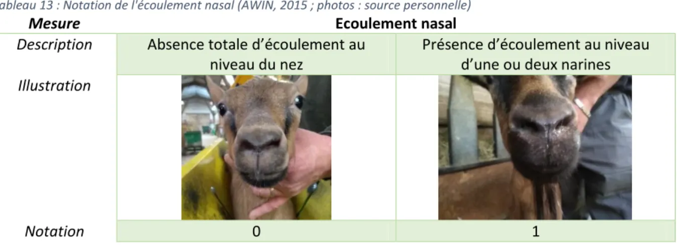 Tableau 13 : Notation de l'écoulement nasal (AWIN, 2015 ; photos : source personnelle) 