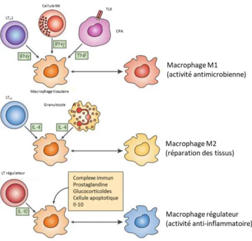Figure 7. Les cytokines produites par les cellules de l'immunité entraînent la différenciation des  macrophages avec des physiologies distinctes  