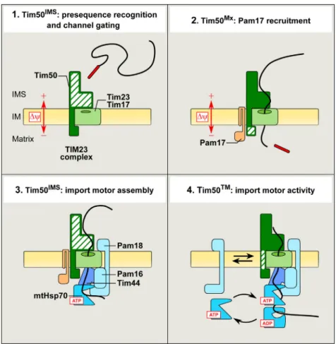 Figure 5. Schematic Representation of the Roles of Tim50 during Preprotein Import Step 1: the IMS domain of Tim50 controls the opening of the TIM23 channel