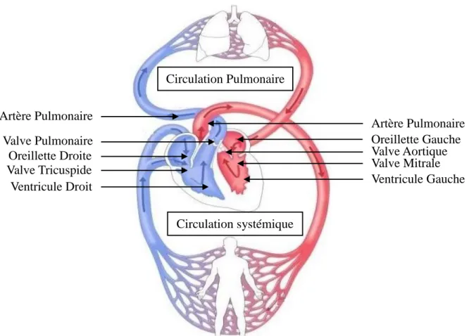 Figure 1 : Anatomie cardiaque et schématisation de la circulation sanguine 