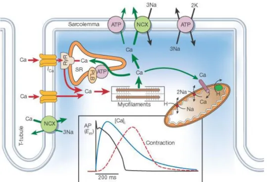 Figure 2 : Couplage excitation-contraction (Bers 2002) 