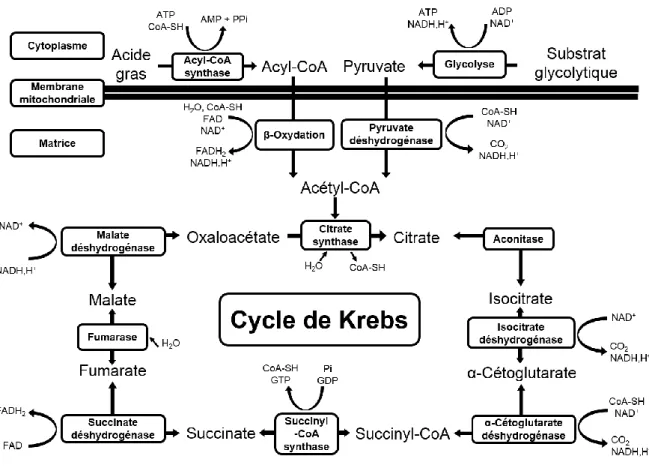 Figure 6 : Métabolisme et cycle de Krebs 