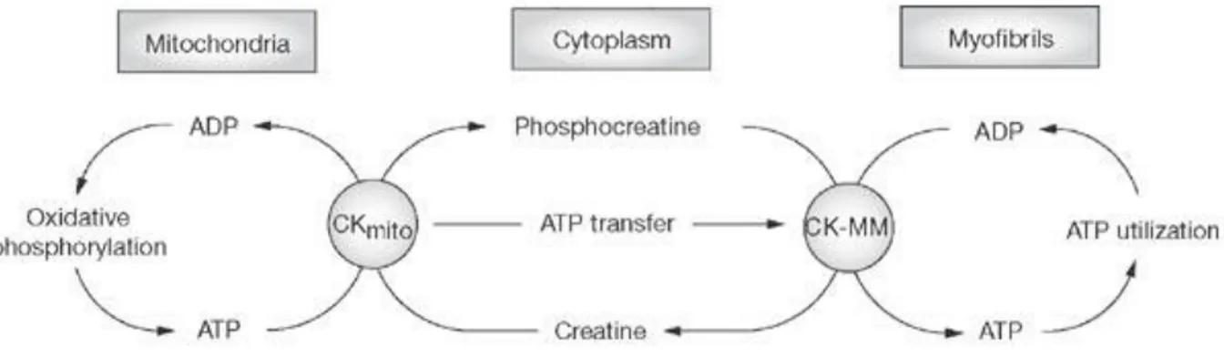 Figure 8 : Schéma du système des transferts énergétiques des créatines kinases 