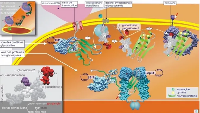 Figure  15 :  Repliement  des  protéines  naissantes  dans  le  RE :  fixation  des  chaperonnes  et  N-glycosylation