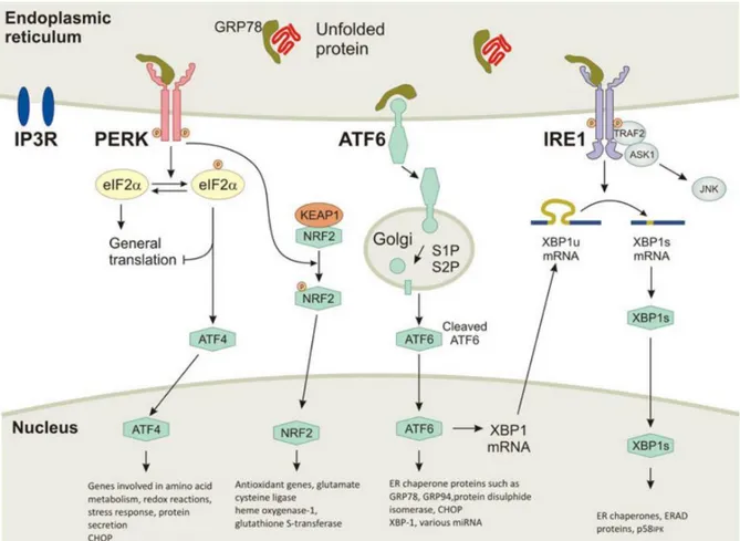 Figure 16. Activation de la voie UPR en réponse au stress RE. En absence de stress RE, les  protéines  transmembranaires  ATF6,  PERK  et  IRE1  sont  maintenues  inactives  par   association avec la protéine chaperonne GRP78/BiP
