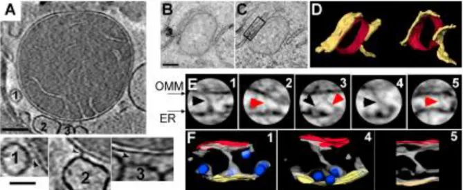 Figure 23. Liaisons physiques entre le RE et la mitochondrie visualisées par tomographie  électronique