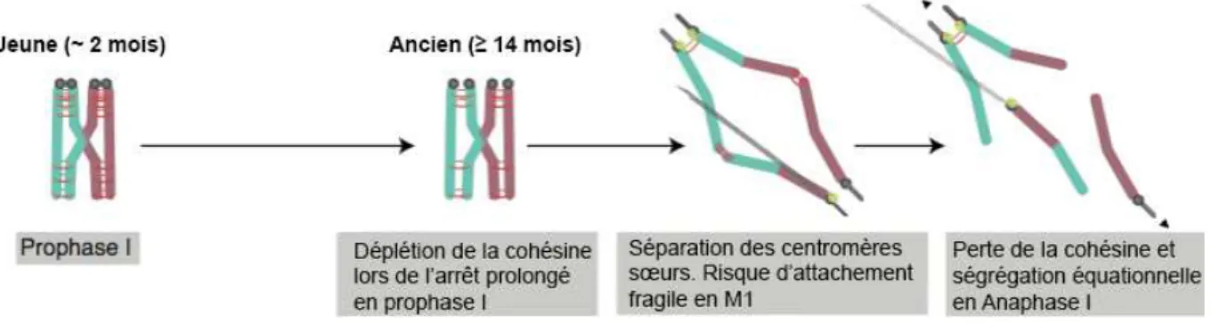 Figure 5 : Schéma résumant l'hypothèse de la dégradation de la cohésine [Herbert et al., 2015]