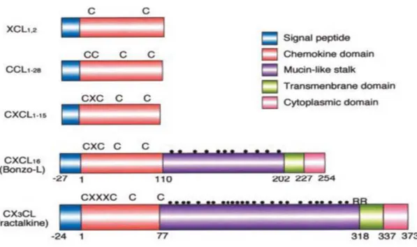 Figure 10 : Les différentes familles de chimiokine  (XCL 1,2 , CCL 1-28  et CXCL 1-15  sont sous forme  soluble, tandis que CXCL 16  et CX 3 CL1 ils existent sous forme transmembranaire)
