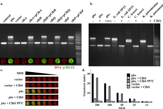 FIG 3 Colibactin synthesis pathway inactivation or addition of the puriﬁed colibactin self-resistance protein ClbS inhibits the in vitro DNA cross-linking and in cellulo DNA damage induced by pks ⫹ enterobacteria