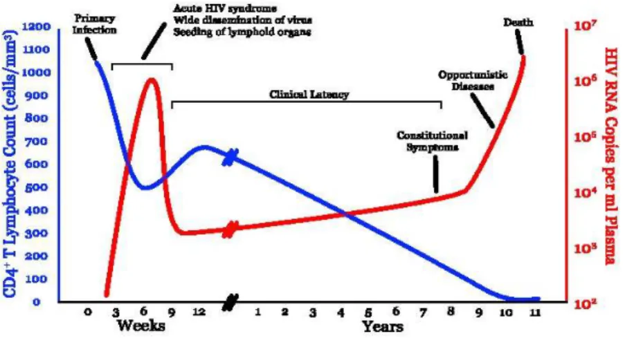 Figure  3.  Phases  de  l’infection  par  le  VIH  et  évolution  naturelle  sans  traitement,  aboutissant inéluctablement à la baisse des LT CD4 et au décès