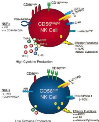 Figure  6.  Représentation  schématique  des  cellules  NK  selon  l’expression  du  marqueur  CD56