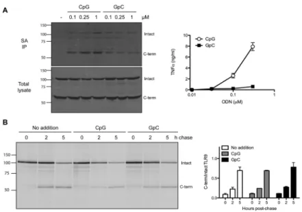 Figure 1. CpG ODN bind better to C-terminal TLR9 when compared to GpC ODN (A) (Left) Top panel: RAW macrophages expressing TLR9-Myc were incubated with increasing concentrations of biotinylated CpG or GpC or left untreated (−) for 2 h