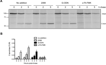 Figure 2. IN-ODN do not affect TLR9 cleavage