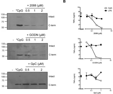 Figure 4. IN-ODNs block binding of CpG ODN to C-terminal TLR9