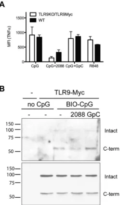Figure 5. IN-ODNs prevent binding and activation of TLR9 in BMDM from TLR9−/−