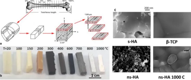 Fig 1. Macroscopic and nanoscale evolution of HA upon heating. a) sample preparation scheme; b) color changes of bone sticks as a function of temperature; scale bar 10 mm; c) SEM images showing the nanoscale heating effect on ns-HA, and compared to s-HA an