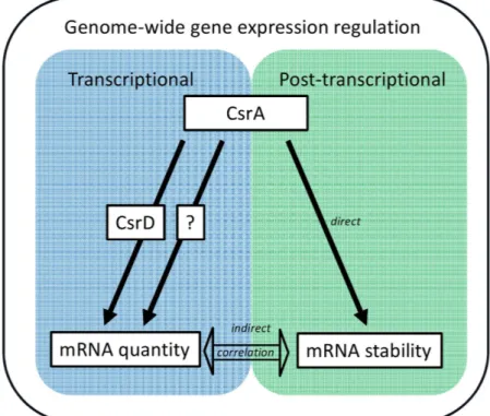 Figure 6.  Scheme of the connections described in this study between the transcriptional and post- post-transcriptional regulatory networks, CsrA and CsrD, which are involved in the genome-wide regulation  of gene expression