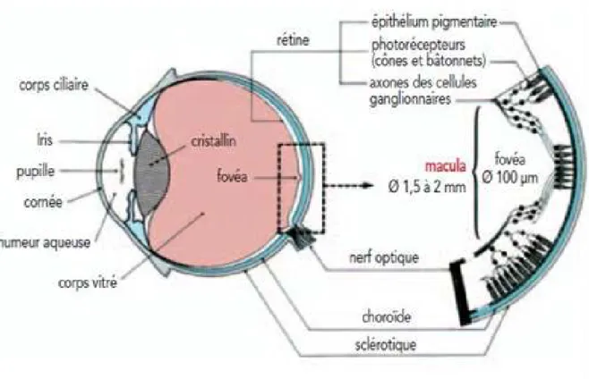 Figure 12 : structure générale de l’œil proposé par la CIE (commission internationale de l’éclairage) (19) 