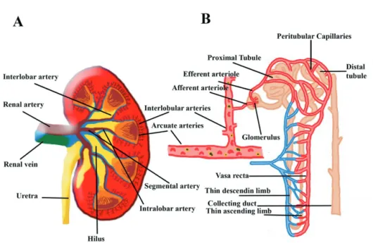 Figure  1:  Representative  image  of  the  renal  preglomerular  vessels  (Panel  A),  glomerular vessels and tubules (Panel B)