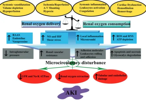 Figure 3: Key mechanisms involved in the development of acute kidney injury (AKI) 