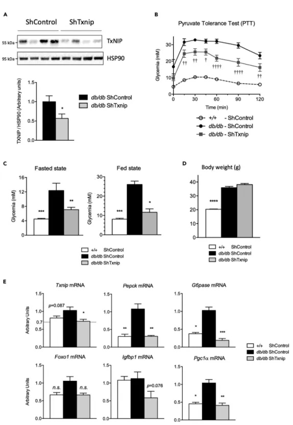 Figure 8. Txnip silencing in liver reduces hyperglycemia in db/db mice