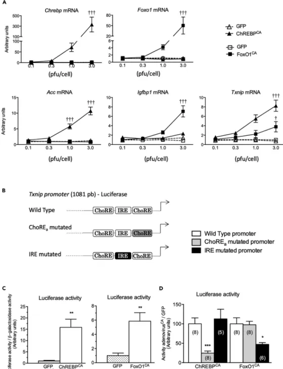 Figure 2. Effect of ChREBP and FoxO1 overexpression on Txnip expression and promoter activity in mouse hepatocytes