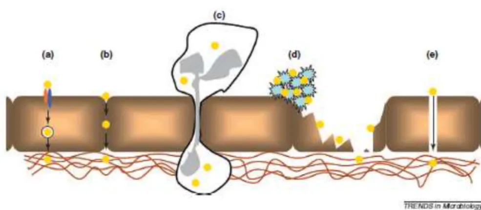 Figure 8 : Mécanismes possibles de dissémination vers les tissus de SA (La lettre de l'infectiologue  2011)