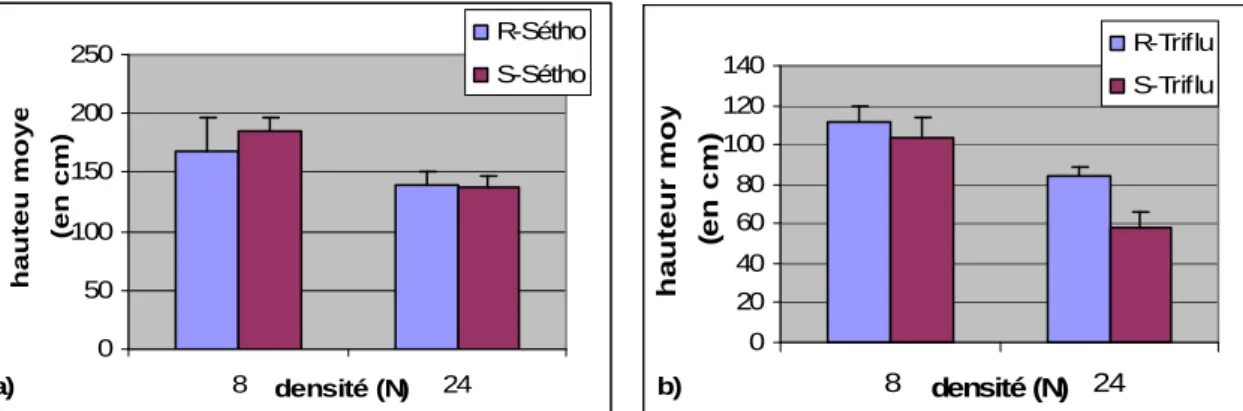 Figure 2 : Hauteur moyenne des populations 100% résistantes et 100% sensibles a) au séthoxydime b) à la  trifluraline en fonction de la densité et en absence de traitement herbicide