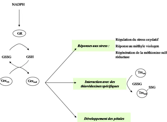 Figure 3 : Mécanisme et cibles des glutarédoxines chez la plante. D’apres Gelhaye et al., 2005