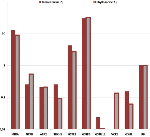 Figure  6 :  Résultat  de  Q-RT-PCR  réalisée  sur  des  ADNc  de  racines  d’Arabidopsis thaliana  inoculées  ou  non  par Phyllobacterium  STM196  7  jours  après  inoculation