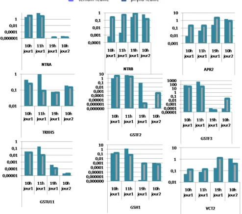 Figure 7 : Résultat de la cinétique d’expression Q-RT-PCR entre 10h du matin du jour 1 (30min après inoculation) et 10h du matin du  jour 2 (24h après inoculation) sur des ADNc de feuilles d’Arabidopsis thaliana inoculé ou non par Phyllobacterium STM196