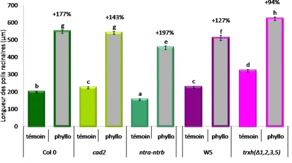 Figure 14 : Longueur moyenne des poils absorbants de la racine principale de différentes lignées d’Arabidopsis thaliana inoculées  par Phyllobacterium STM196