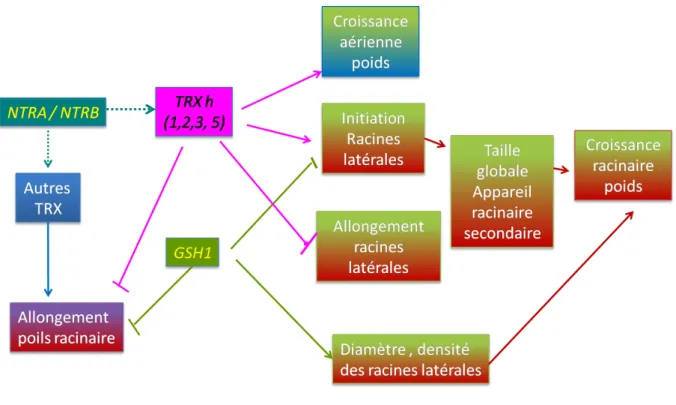 Figure  15 :  Récapitulatif  de  l’action  des  gènes  NTRA,  NTRB,  GSH1,  TRXH  1,  TRXH2,  TRXH3  et  TRXH5  sur  la  croissance,  l’architecture racinaire et l’allongement des poils racinaires d’Arabidopsis thaliana